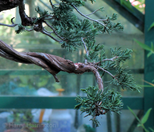 juniper bonsai